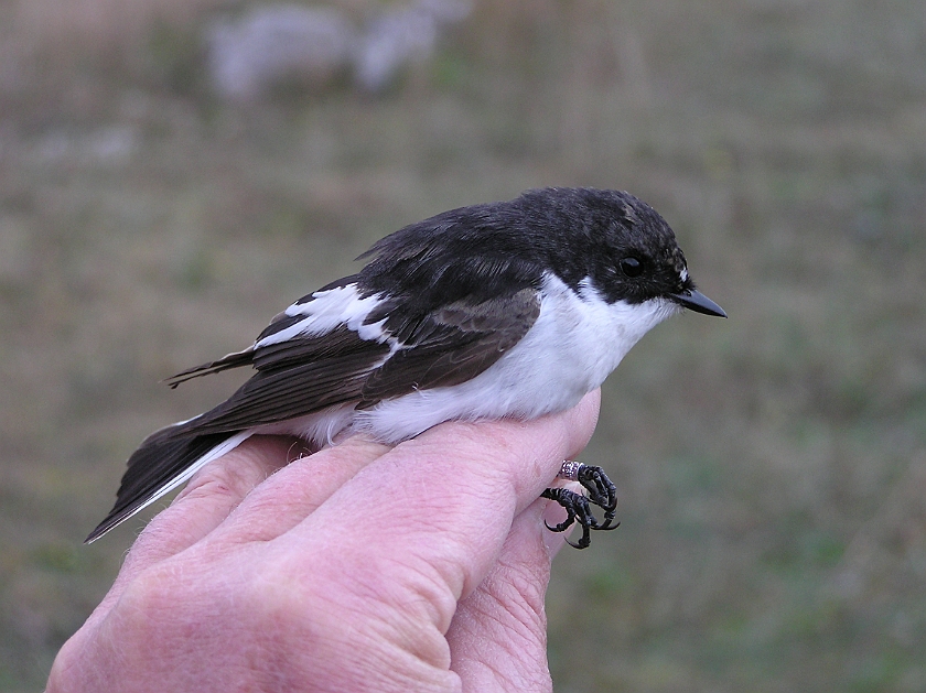 European Pied Flycatcher, Sundre 20050509